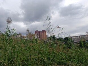 草地之上的城市远景