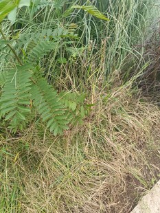 野外杂草与蕨类植物景观