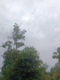 阴天中的葱郁树木