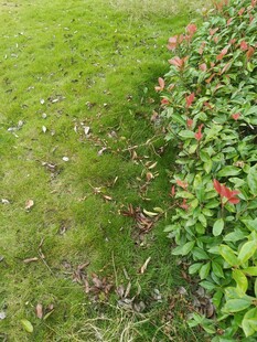 绿草与红花植物景观