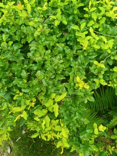 翠绿繁茂的植物景观