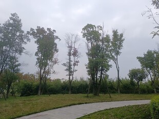 郊外林荫小道风景