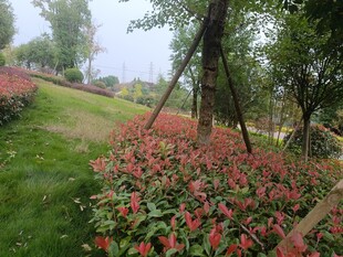 花园中色彩艳丽的花卉景观