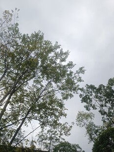 树林中的天空景象