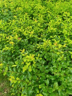 翠绿繁茂的灌木丛