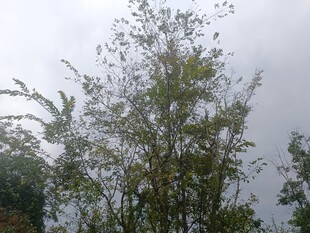 雨中葱郁竹林景观