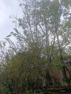 户外繁茂树木景观