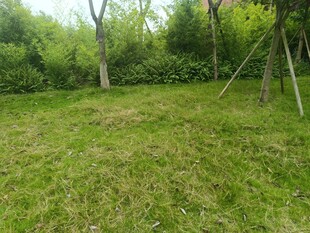 户外翠绿草地与树木景观