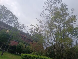 户外绿植环绕的建筑景观