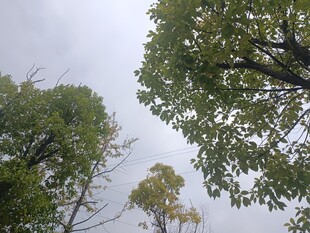 仰视葱郁树木与天空