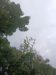 阴天中的茂密树林