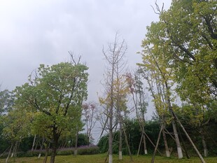 林间绿树成荫的清新景致