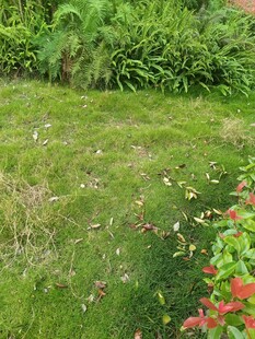 绿意盎然的花园一角