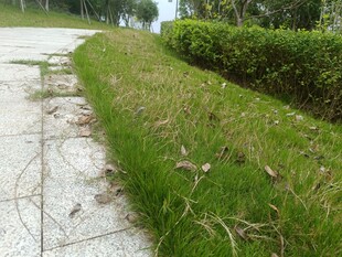 路边翠绿草丛与整齐灌木