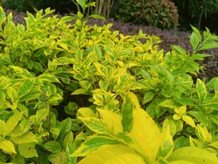 金黄叶片的绿植景观