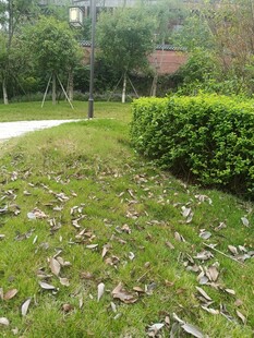 草坪上散落的枯叶景象