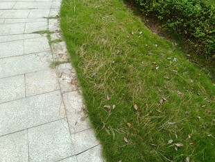 石板路旁的翠绿草坪