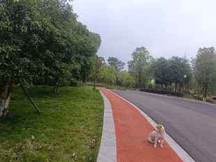 小狗在彩色步道上悠闲踱步