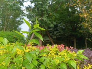 多彩植物装点的美丽花园