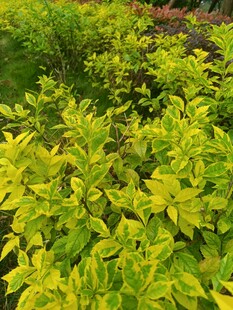 翠绿繁茂的多彩灌木丛