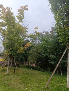 户外绿树成荫的草地景观