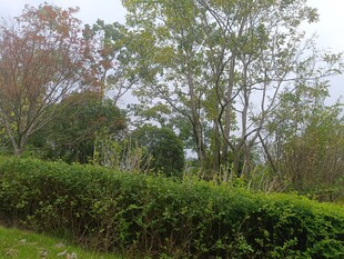 绿意盎然的户外园林景观