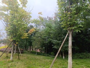 户外树木与草地景观