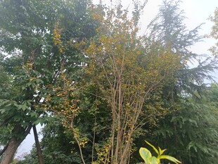 秋日林间树木景致