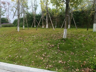 秋日公园草地树木景致