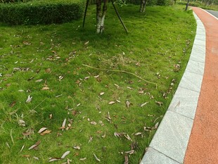 公园中彩色步道旁的草地