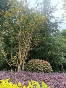 园林花卉树木景观