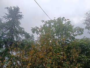 雨中朦胧树林景象