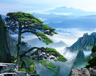黄山奇松云海壮美景观