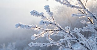 冬日枝头覆霜美景