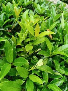 翠绿繁茂的植物景观