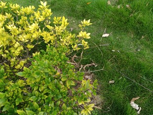 黄绿相间的繁茂植物