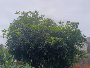 绿叶繁茂的树木