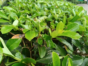 翠绿繁茂的生机植物