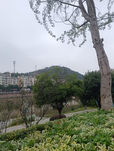 户外自然景观中的树木绿植