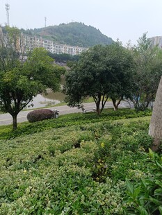 城市中的绿意盎然景观