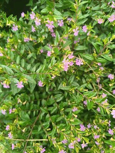 绿叶间的粉色小花