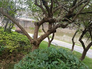 庭院绿植景观一角