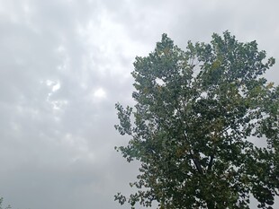 阴天中的茂盛树木