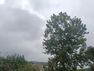 阴天中的葱郁树木