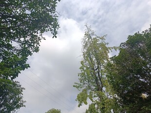 林间仰望天空的绿意景致