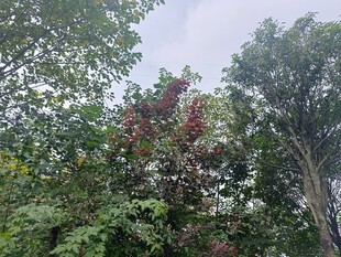 繁茂树林中的多彩植物