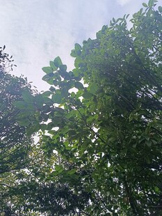 茂密树林中的绿意景象