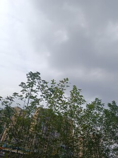 阴天中的葱郁树木