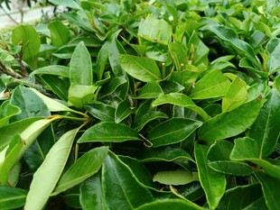 翠绿繁茂的植物叶片