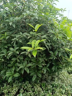 绿叶繁茂的灌木丛